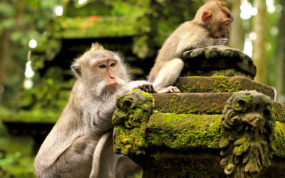 Bali Ubud and Tanah Lot Sunset Tour