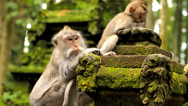 Bali Ubud and Tanah Lot Sunset Tour